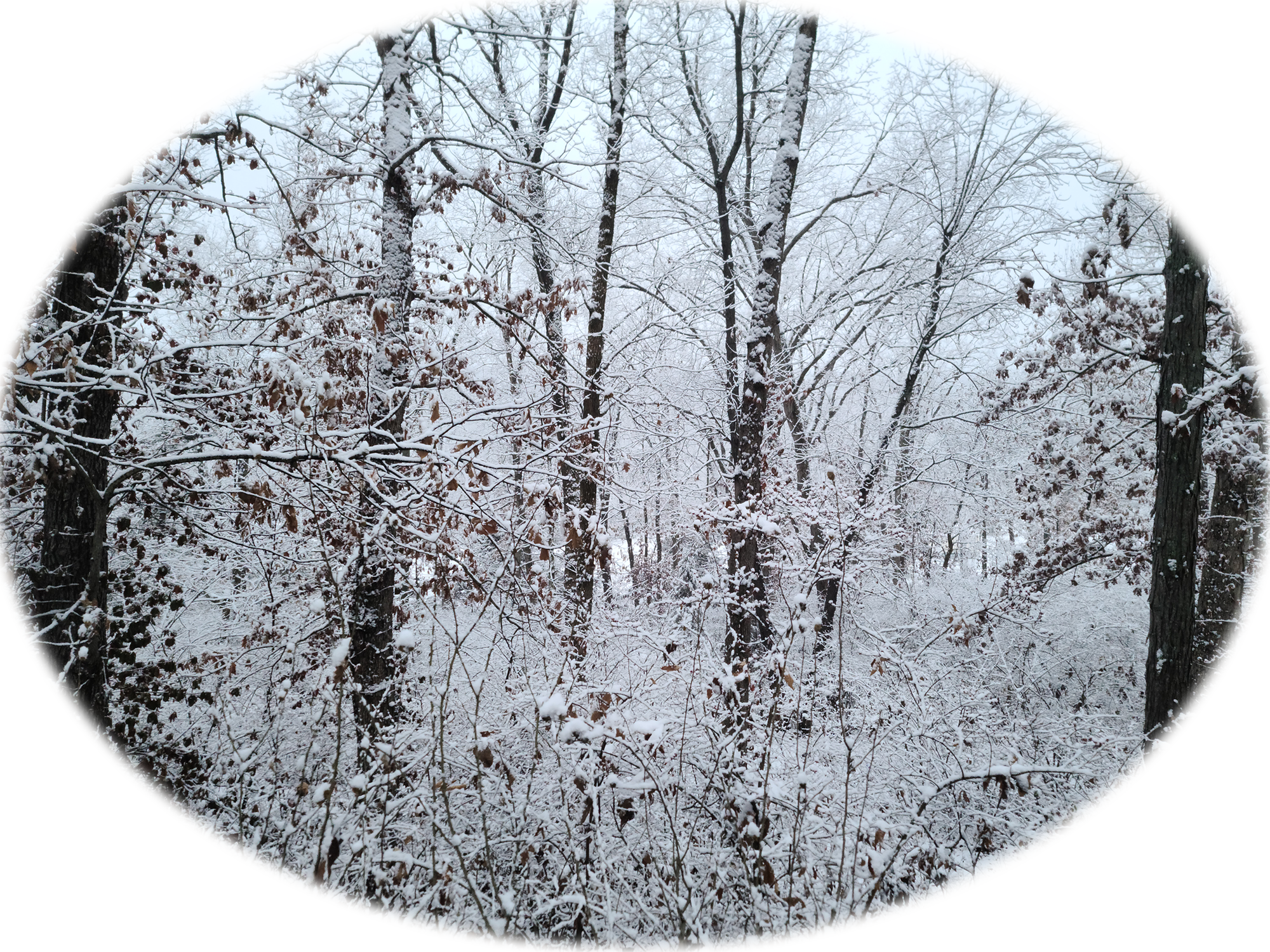 Snow covered trees